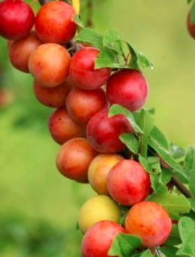 Śliwko-morela kolumnowa Miracose START PACK