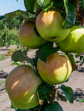 Półkarłowa Jabłoń Antonówka START PACK 