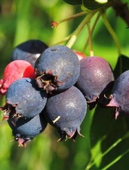 Świdośliwa olcholistna Krasnojarskaja