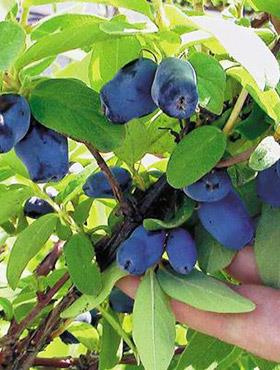 Jagoda kamczacka Rebeka