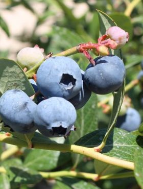 Borówka amerykańska NORTLAND (C2)