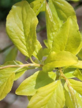 Śliwa wiśniowa ałycza Złoty Obłok (C2)