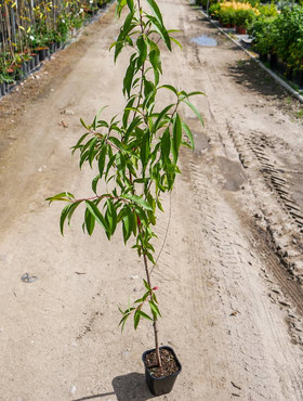 Podkładka Brzoskwini Siewka Rakoniewicka Silnie Rosnąca (C2)