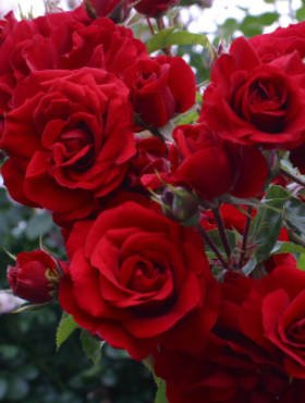 Róża pnąca Amadeus czerwona balot