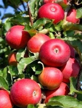 Jabłoń Rubin