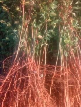 Podkładka Śliwy i Moreli Ałycza Silnie Rosnąca Plant Pack