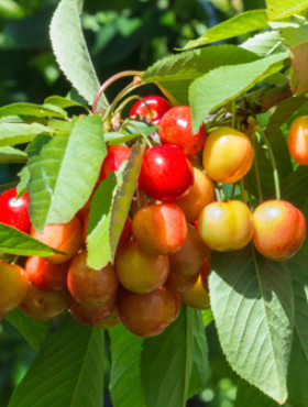 Czereśnia Bladoróżowa Miodówka w doniczce 