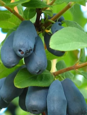 Jagoda kamczacka Borealis późna