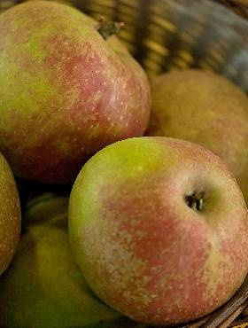 Jabłoń Szara Reneta w doniczce