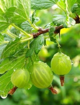 Agrest biały Puszkinskij w doniczce 