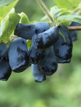 Jagoda kamczacka Wowzień