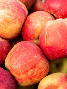 Jabłoń Rajka Parchoodporna