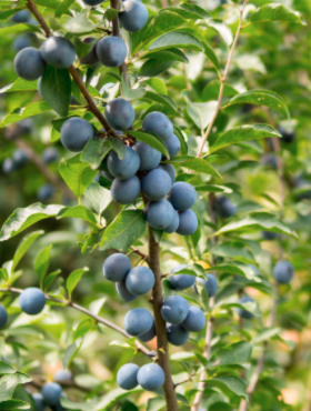 Śliwa kolumnowa Fruca Mrozoodporna START PACK