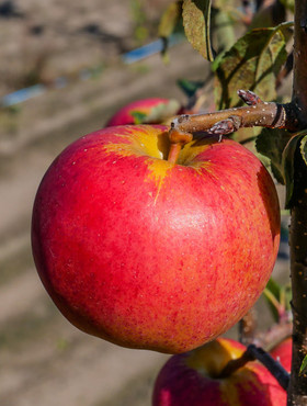 Jabłoń Gala Brook Field Bukfeld