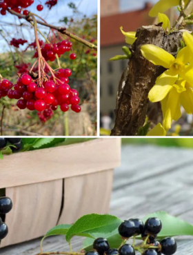 Zestaw Wiosenny Kwiatowy Ogród Plant Pack