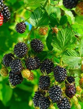 Jeżyna wielkoowocowa Ouachita w doniczce