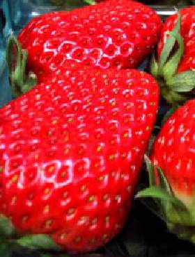 Truskawka Dukat średnio wczesna FRIGO