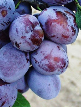 Śliwa Ruth Gerstetter START PACK