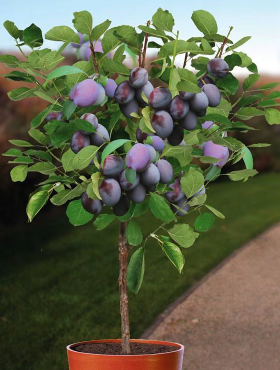 Mini Śliwko-morela Śliwomorela w doniczce