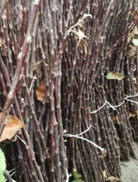 Podkładka Jabłoni P60 Półkarłowa Plant Pack