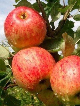 Półkarłowa Jabłoń James Grieve Parchoodporna START PACK