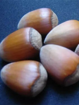 Orzech laskowy Leszczyna wielkoowocowa Cud z Bollwiller START PACK 