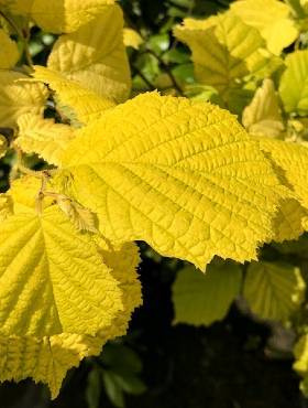 Orzech laskowy Leszczyna Aurea Np w doniczce C5