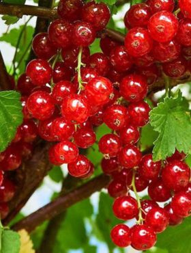 Porzeczka czerwona START PACK