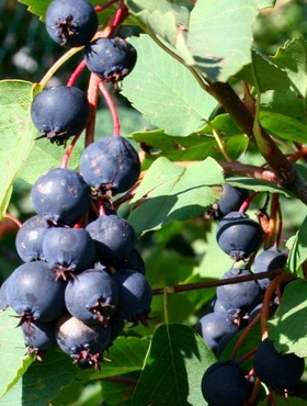 Świdośliwa olcholistna Forestburg 