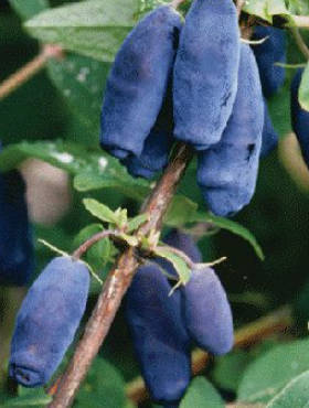 Jagoda kamczacka Czulimskaja późna