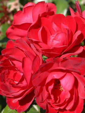 Róża rabatowa Milano czerwona balot