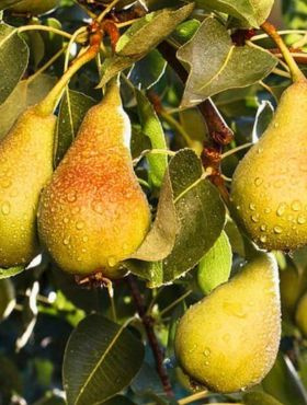 Grusza Bera Hardy START PACK