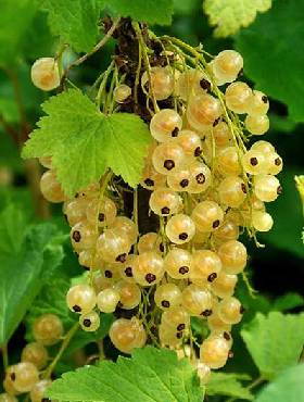 Porzeczka biała START PACK