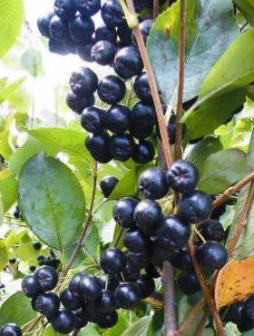 Aronia Czarna szczepiona na pniu w doniczce