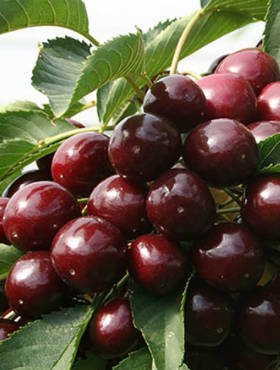 Czereśnia Regina w doniczce (C2)