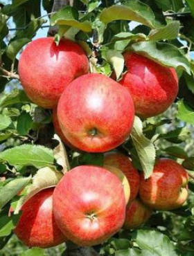 Jabłoń Jonagored START PACK