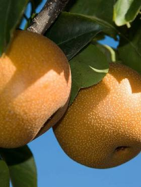 Grusza azjatycka Kosui w doniczce (C2) 