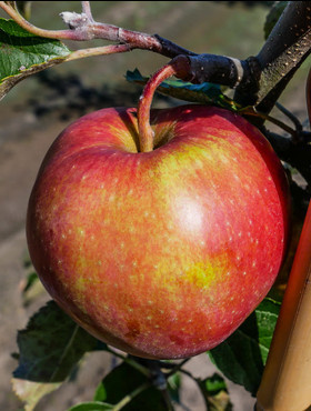 Jabłoń Cosmic Crisp Plant Pack