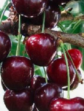 Czereśnia Kama w doniczce