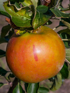 Jabłoń kolumnowa Suncats START PACK