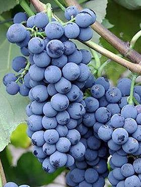 Winorośl winogrona Alwood