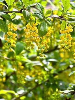 Berberys Zwyczajny Na Żywopłot PREMIUM SADZONKI Plant Pack