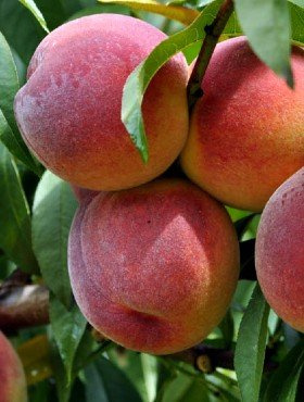 Brzoskwinia typu Harbinger