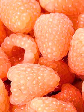 Malina pomarańczowa Lovers Garden Apricot jesienna