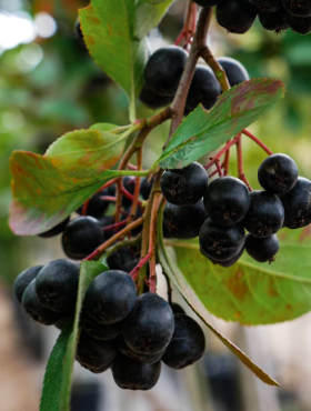 Aronia Czarna szczepiona na pniu (Pa 120-160, obw. 4/6, H-160/200)