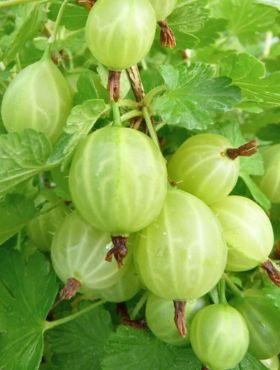 Agrest biały krzaczasty START PACK