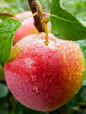 Jabłoń typu Gala Must START PACK