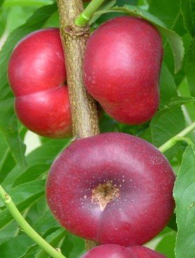 Nektaryna płaska Flatryna START PACK