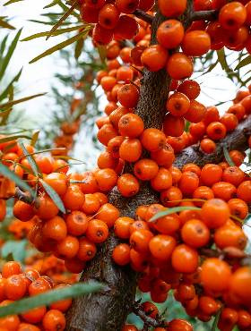 Rokitnik pospolity Leikora Żeński (C2)