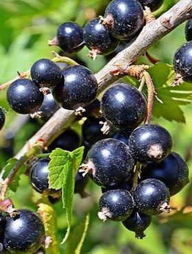 Porzeczka czarna Wernisaż w doniczce (C4)